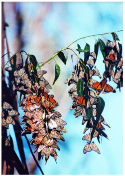 Monarch butterflies on a branch at the Coronado Butterfly Preserve in Santa Barbara. Photo Credit © SB Land Trust